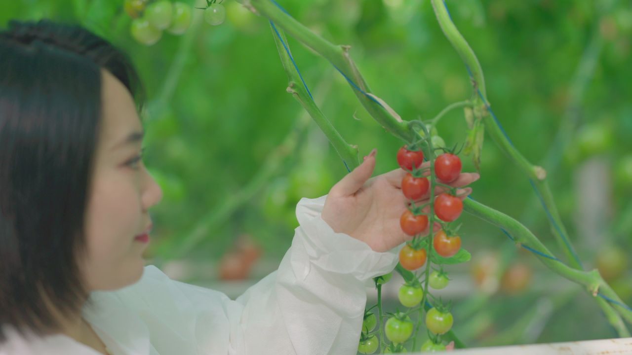 设施农业西红柿种植 4