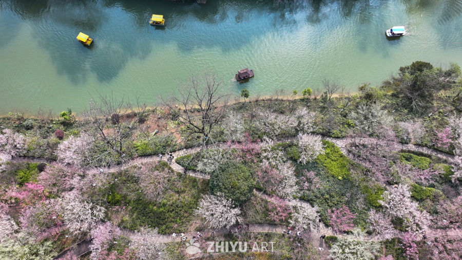盛开的梅花  大美自然风景 3