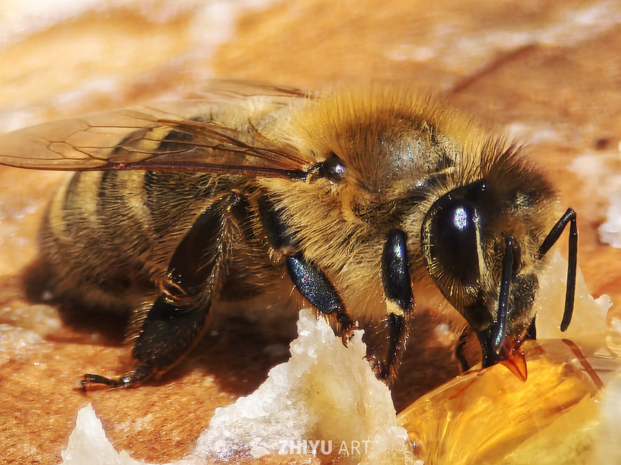 蜜蜂采蜜特写