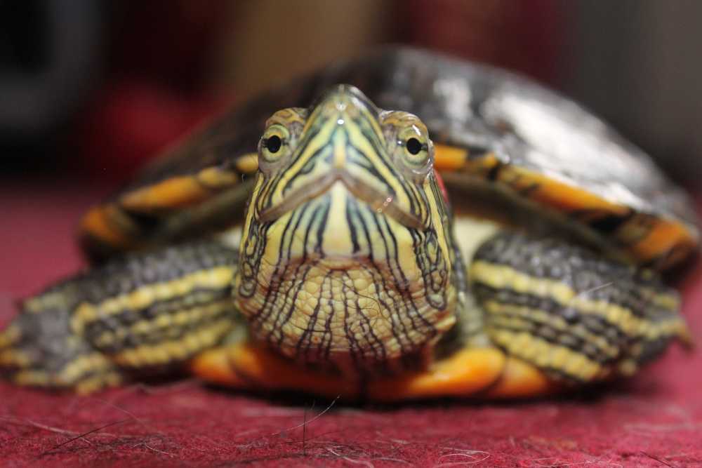 龟水龟水下动物