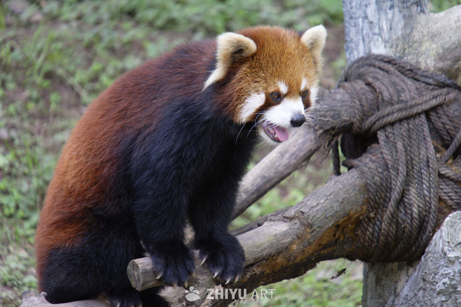 无敌可爱小熊猫