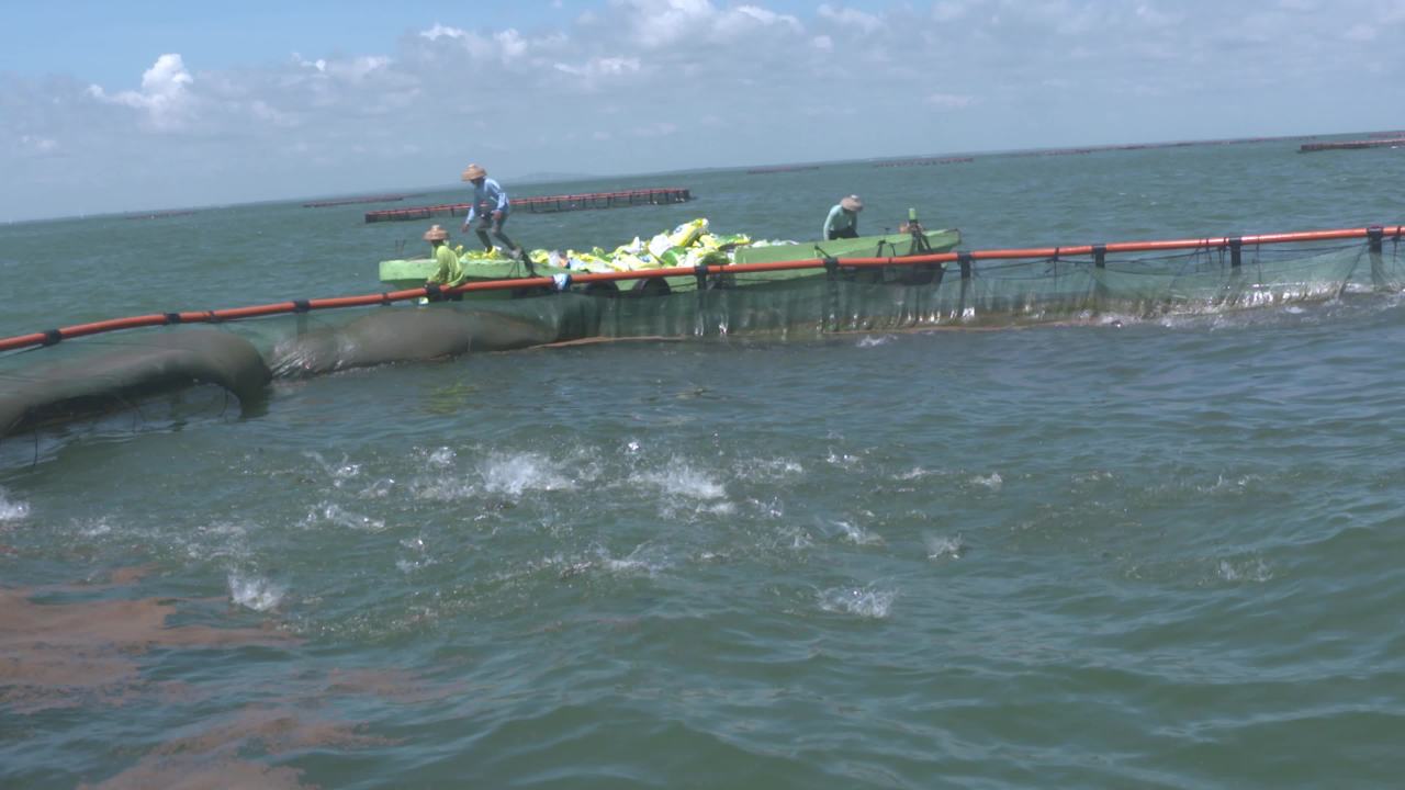 海洋牧场深海养殖