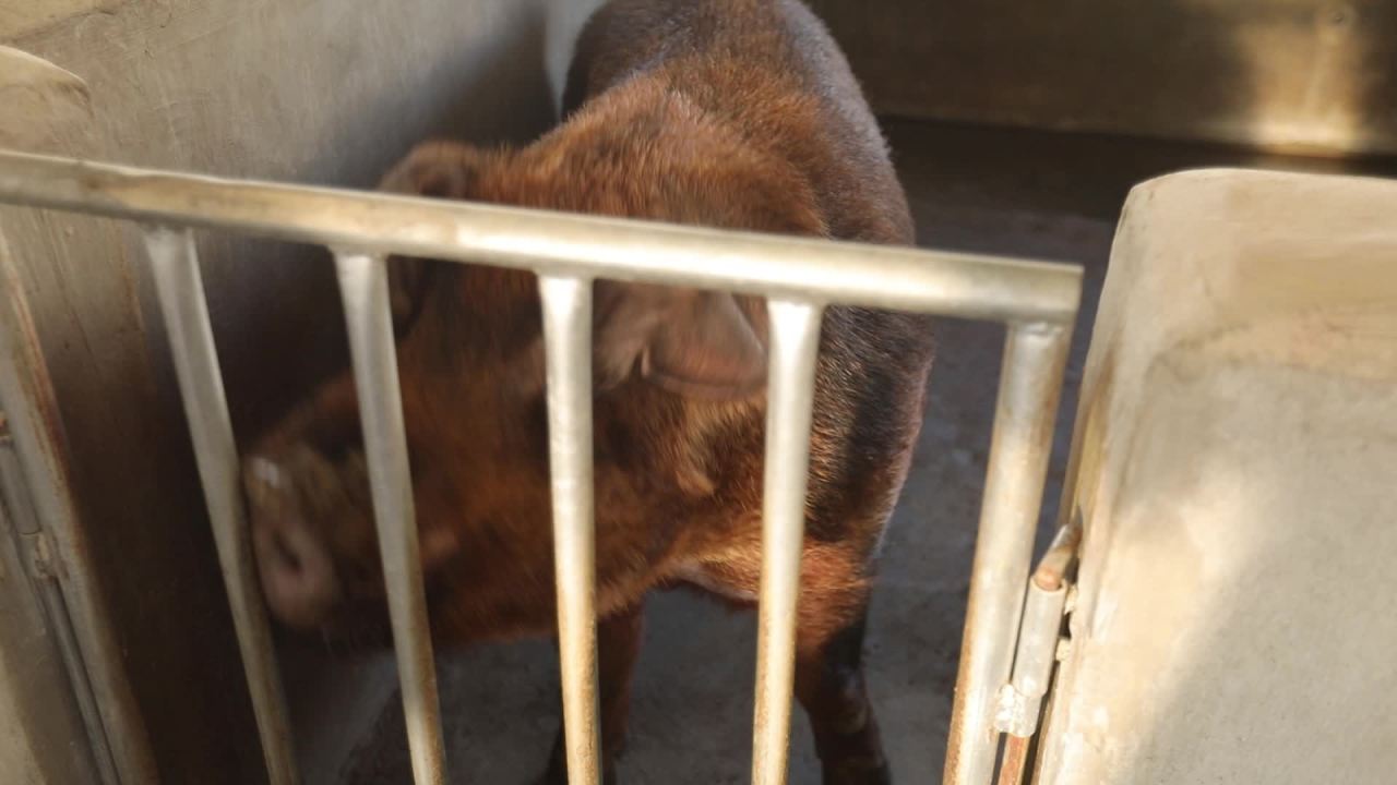 养猪