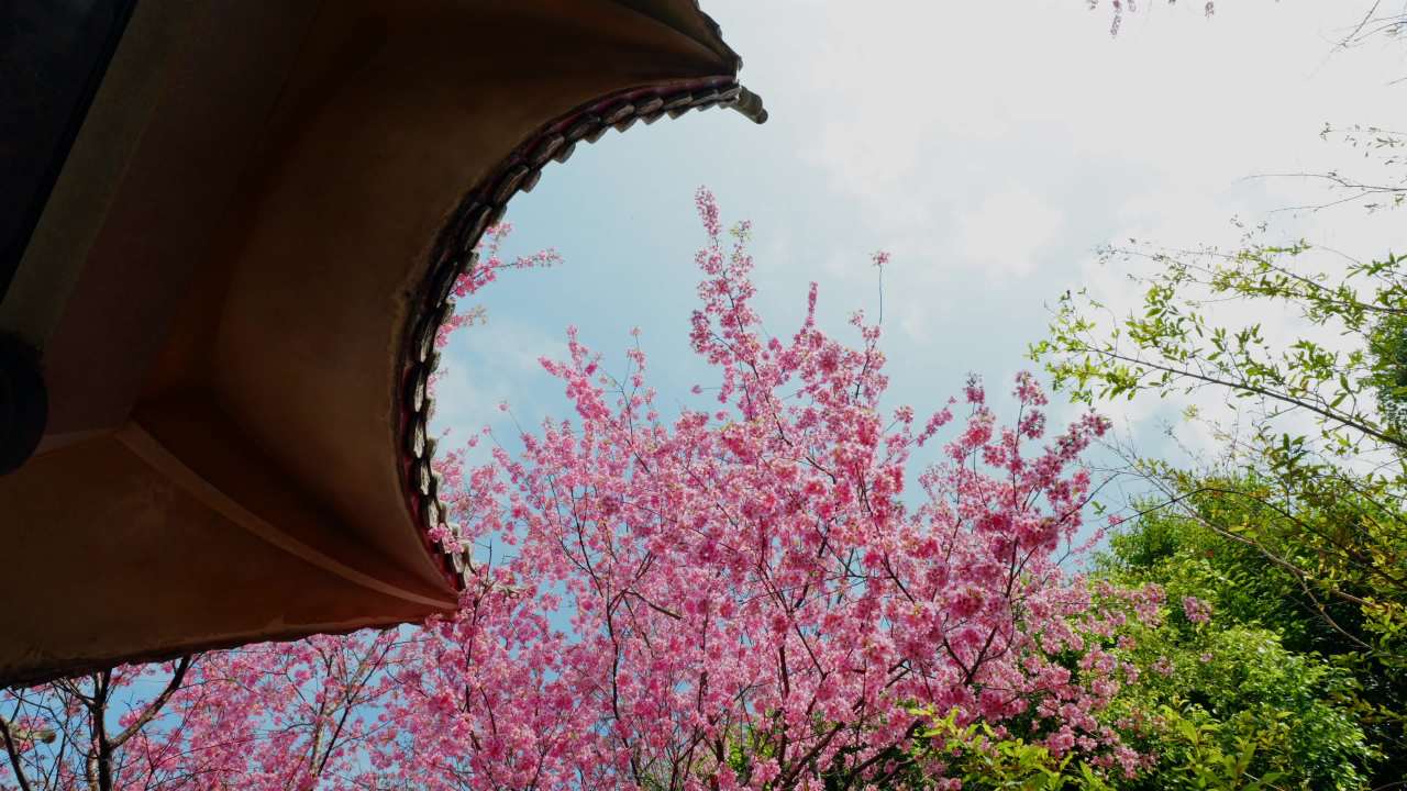 春日樱花与古建筑