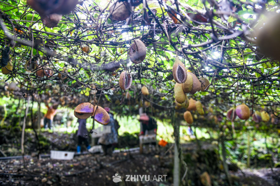 特色农业种植八月瓜 1