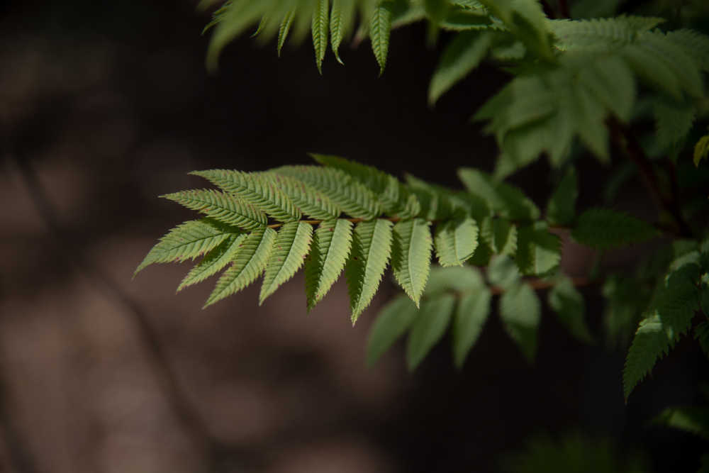 花草植物 18