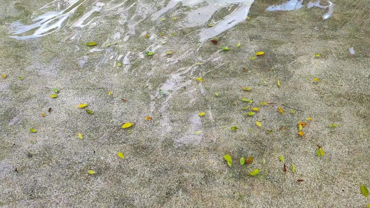 清水树叶