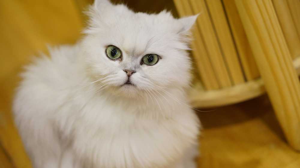凶脸小猫