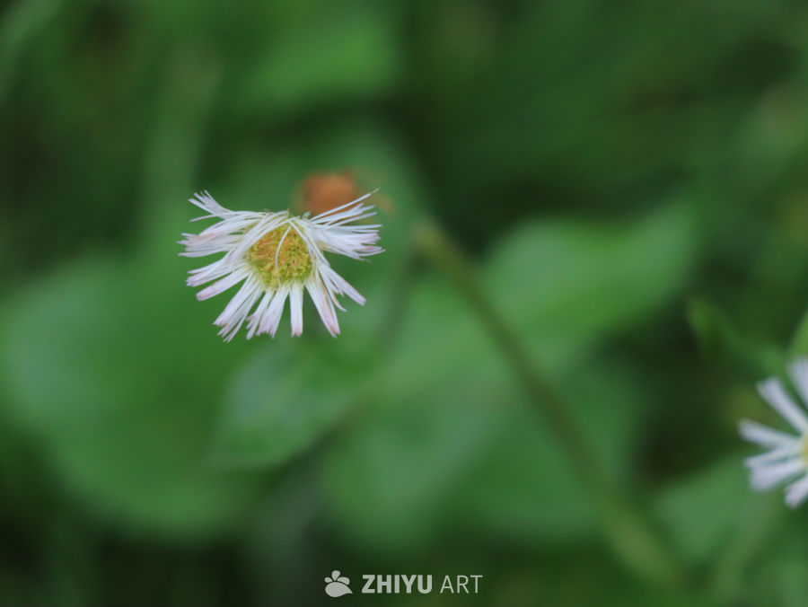 白花静谧绽放