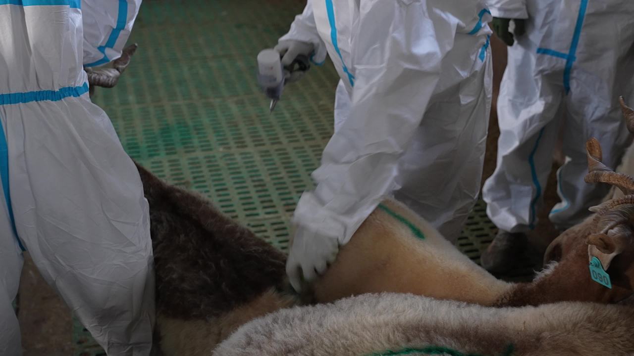 山羊养殖防疫工作