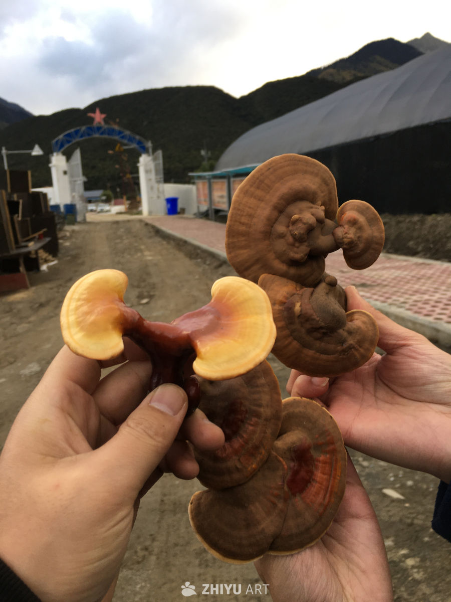 双手捧灵芝，山间自然风光