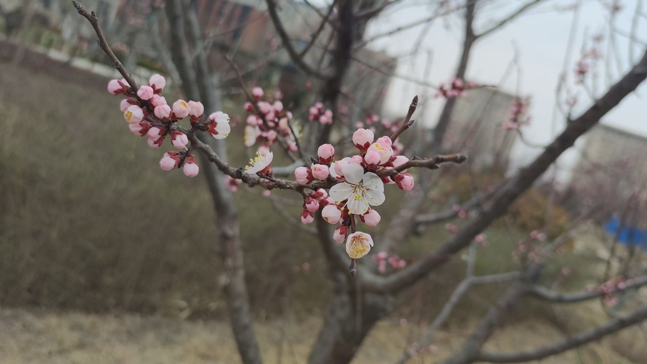 春景