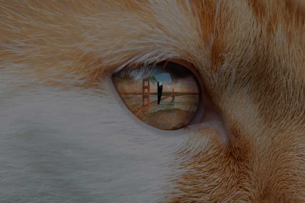 猫的眼睛眼睛