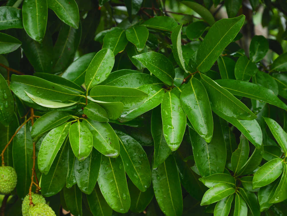 雨后的荔枝绿叶