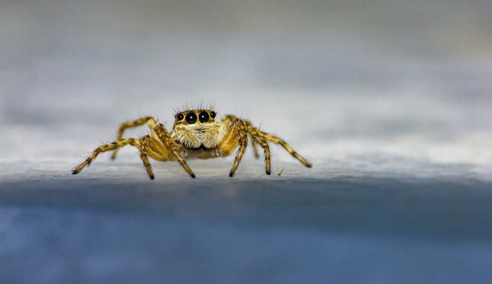 斑马蜘蛛跳跃昆虫