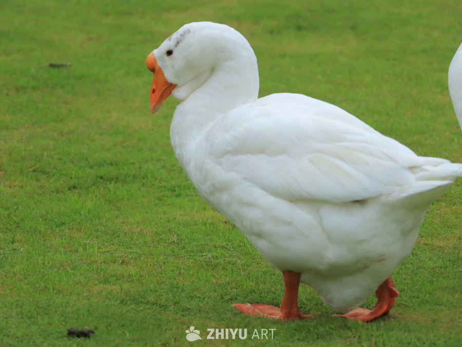 白鹅在绿草地上散步