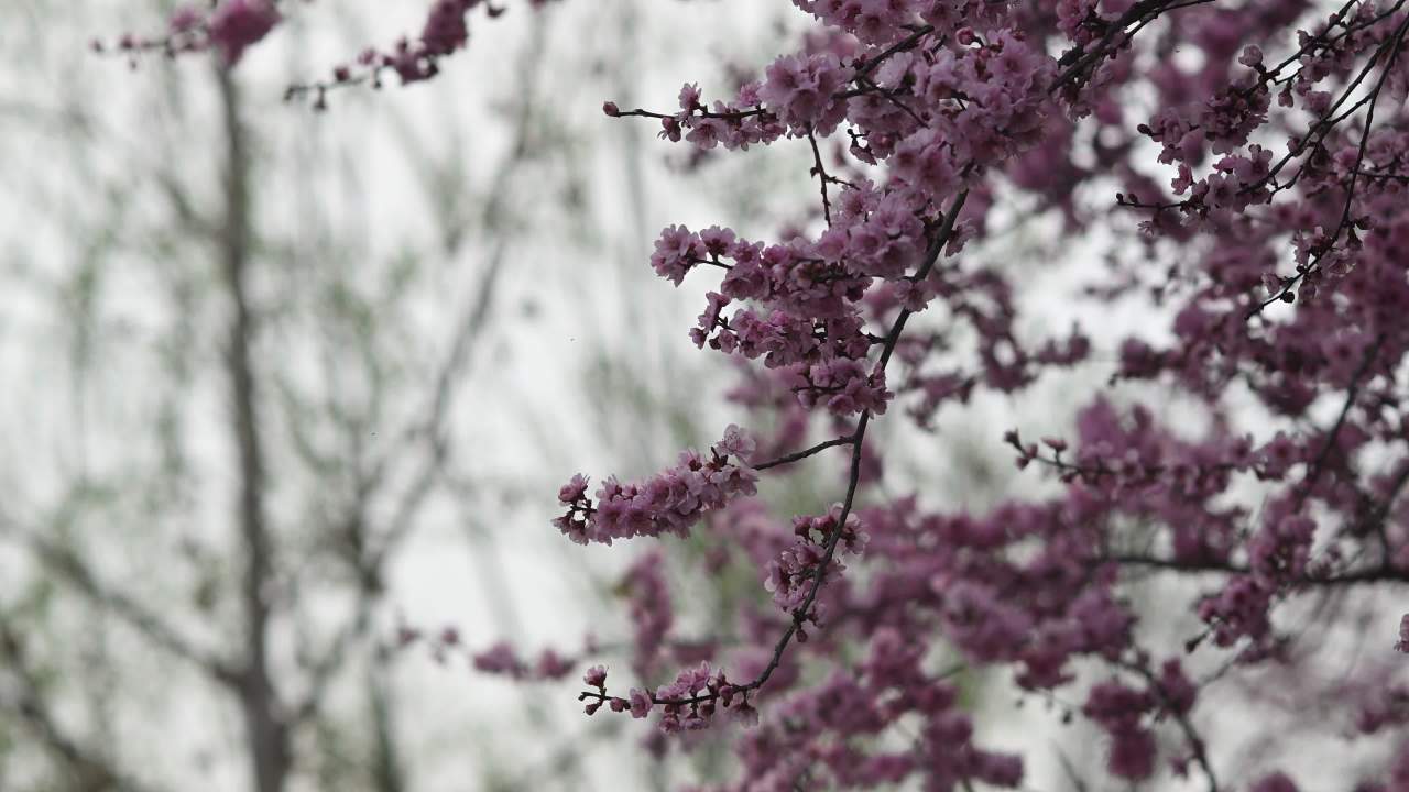 梅花