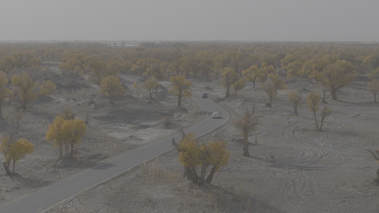 秋日林间公路行车