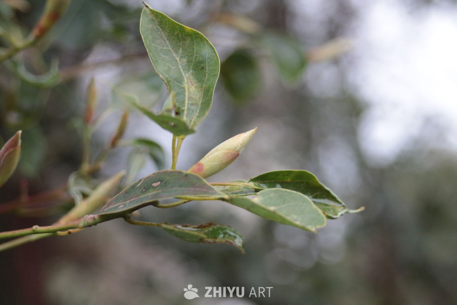 春日嫩绿的枝头