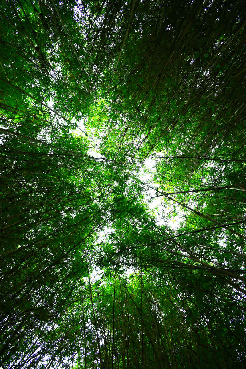 竹林低角度仰拍