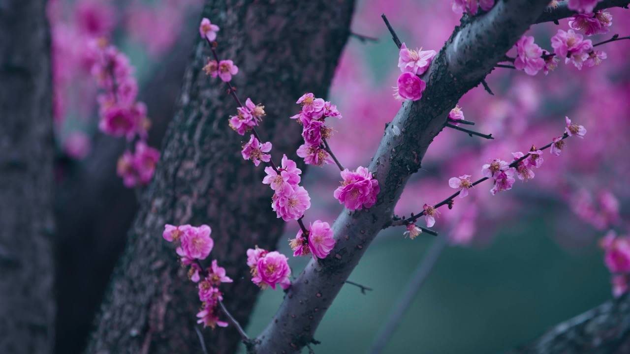 盛开的樱花