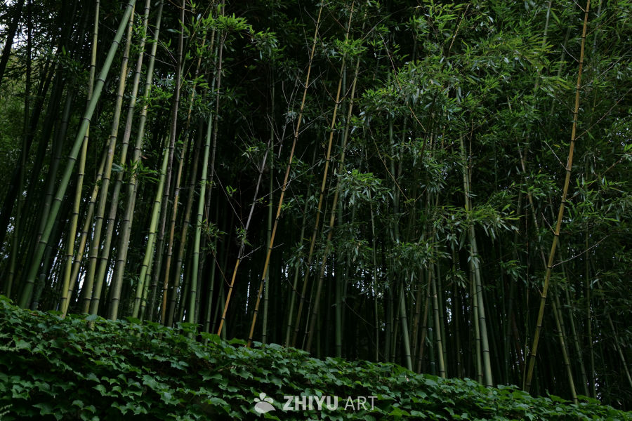 景区景色 125
