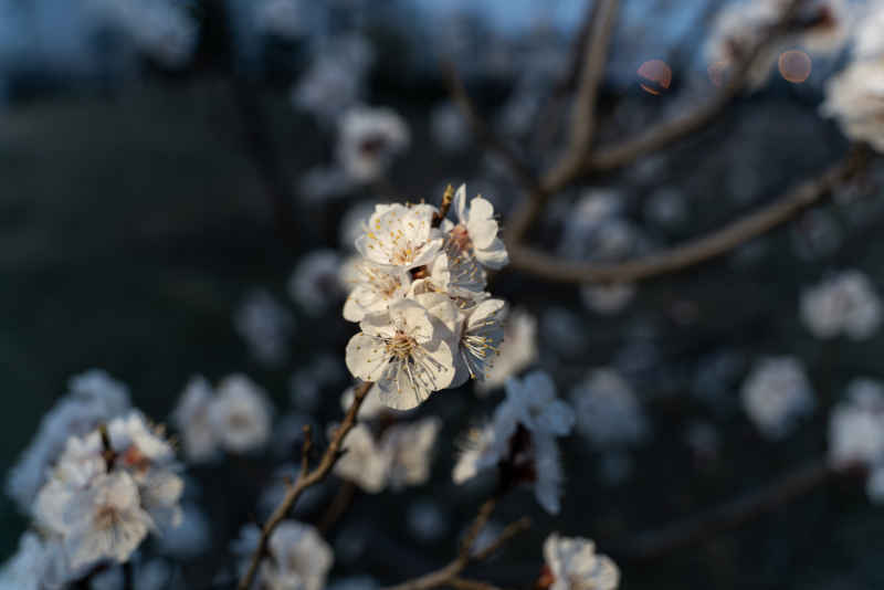 小白花