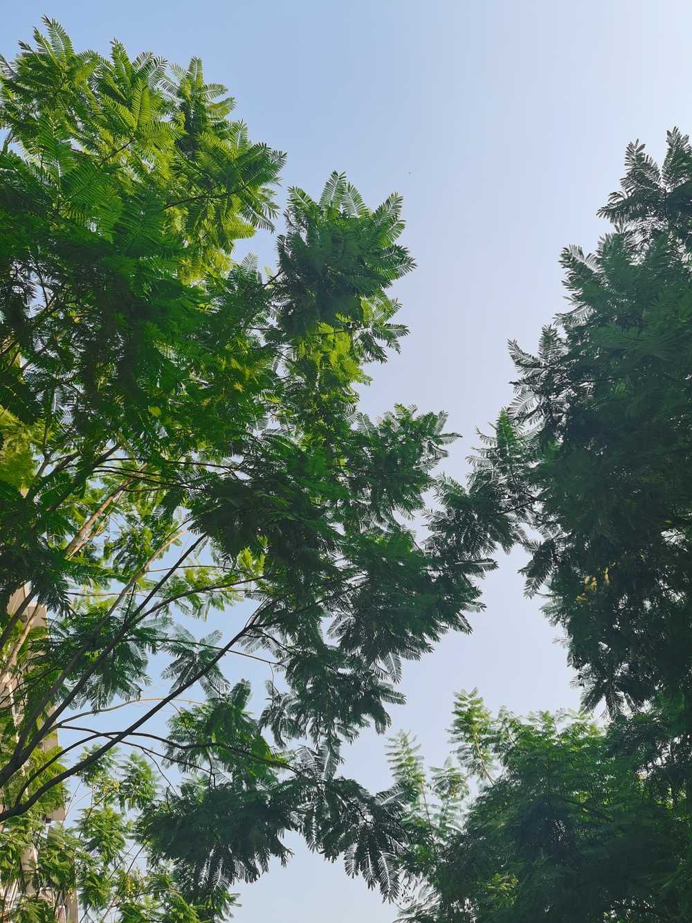 夏