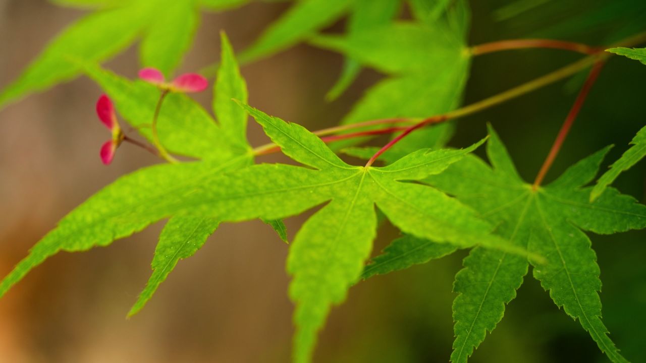 植物树木春天夏天绿油油生机盎然