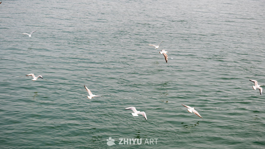 海鸥翱翔