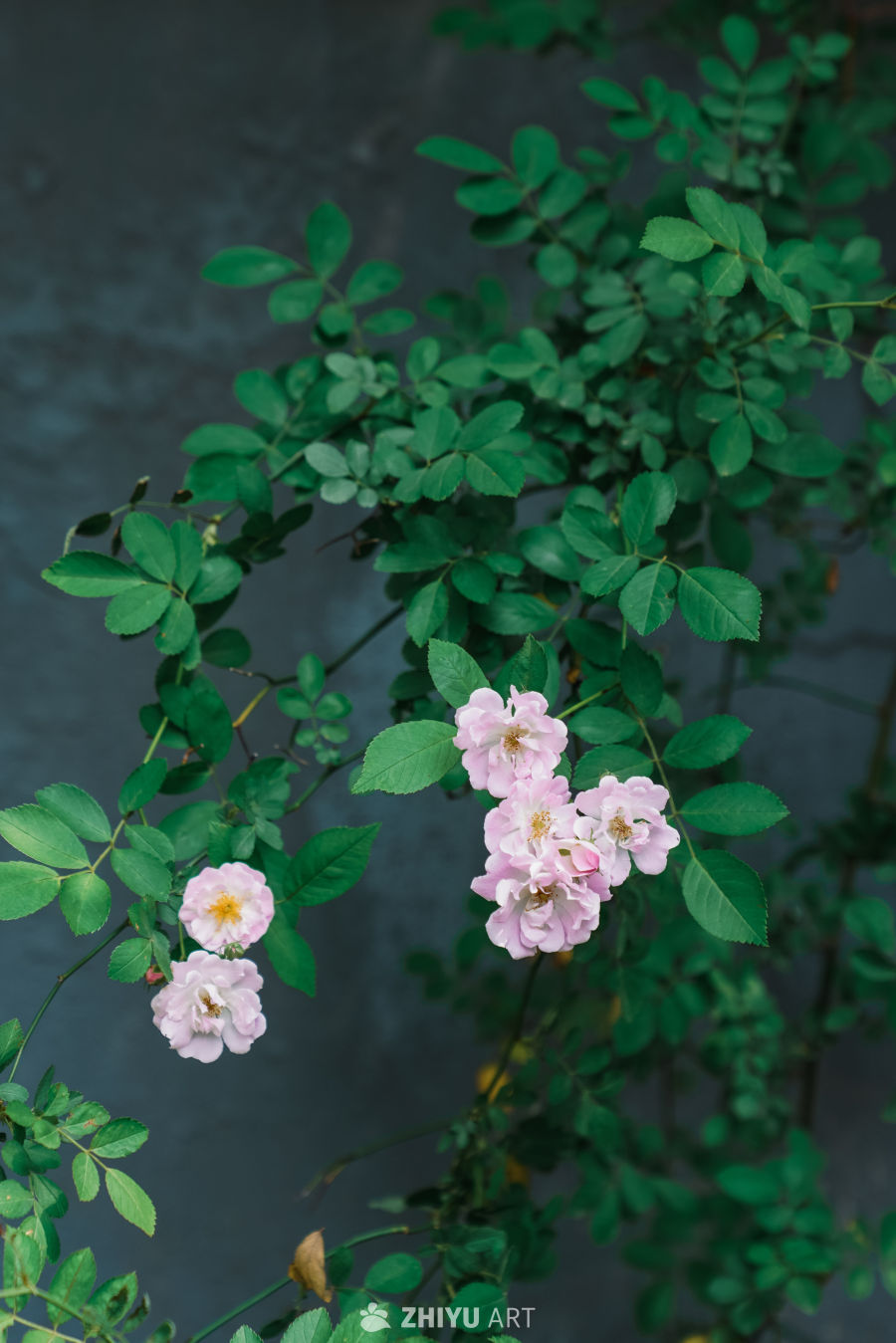 春末的蔷薇花 19