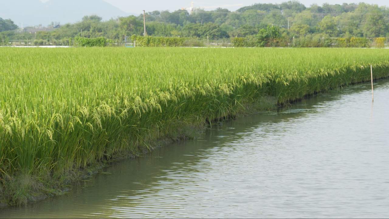农村水稻田野粮食庄稼 49
