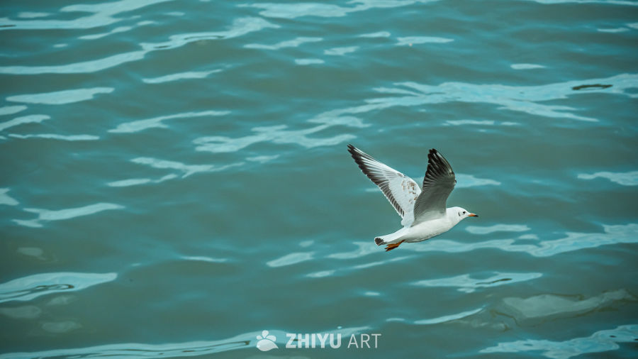 海鸥掠过碧波