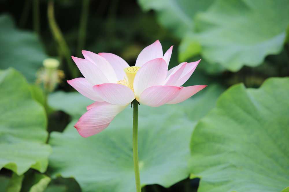 荷花荷叶池塘