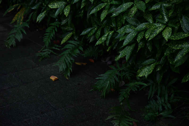 静谧绿色植物