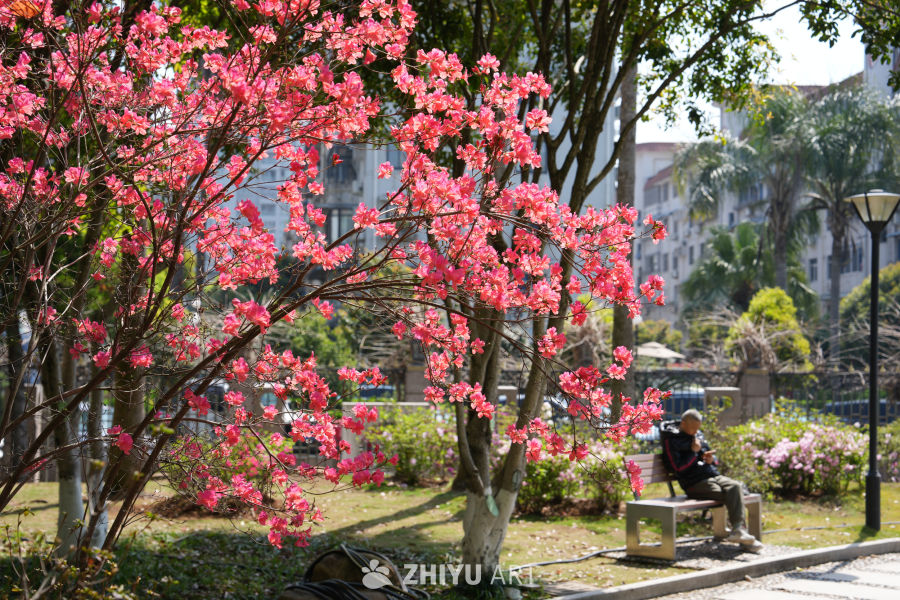 春日樱花下的宁静时光