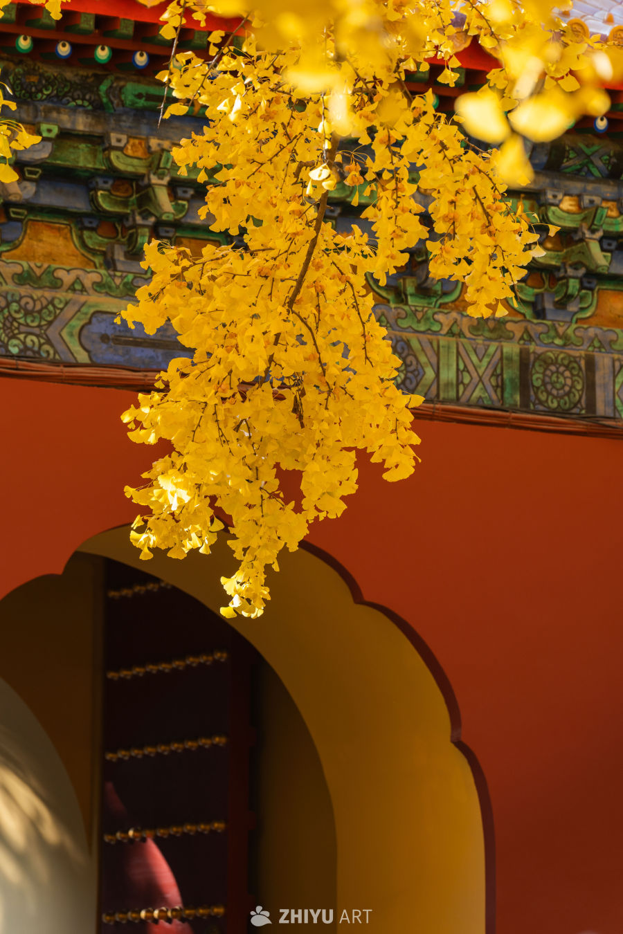 北京中山公园银杏