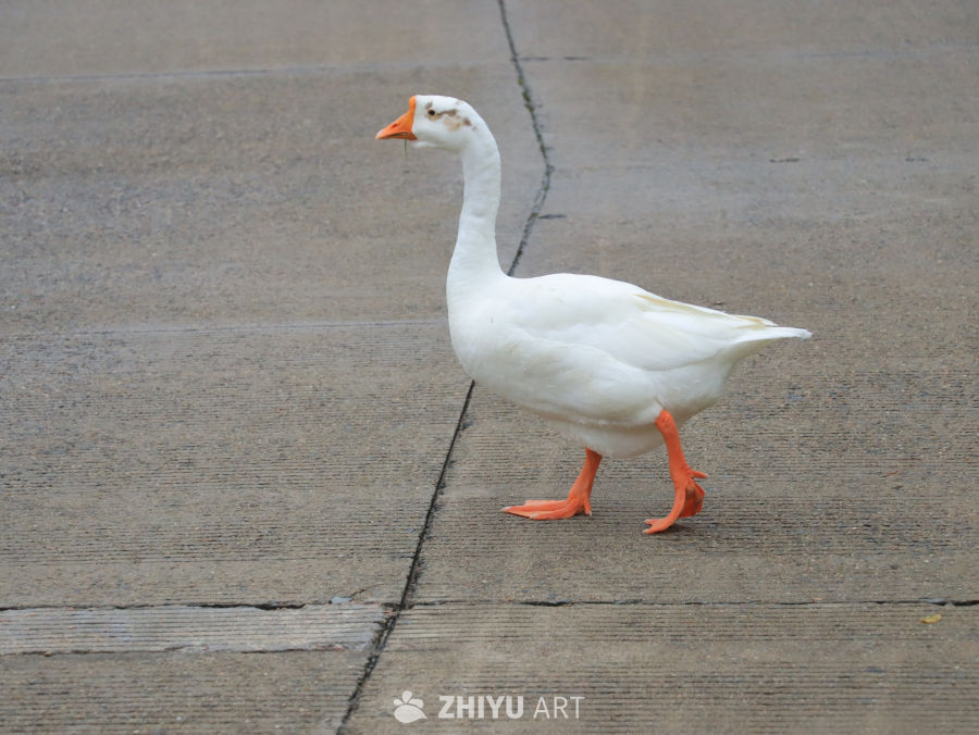 白鹅漫步水泥地