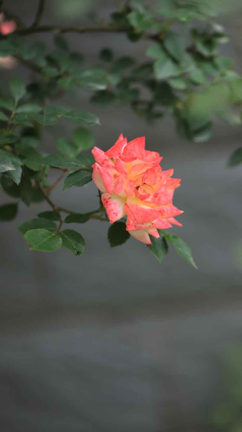 雨后月季