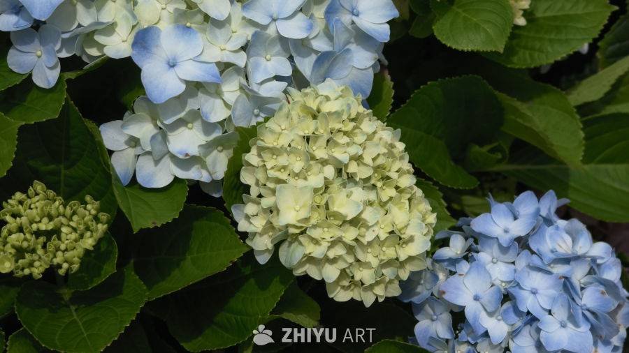 夏日里盛开的绣球花