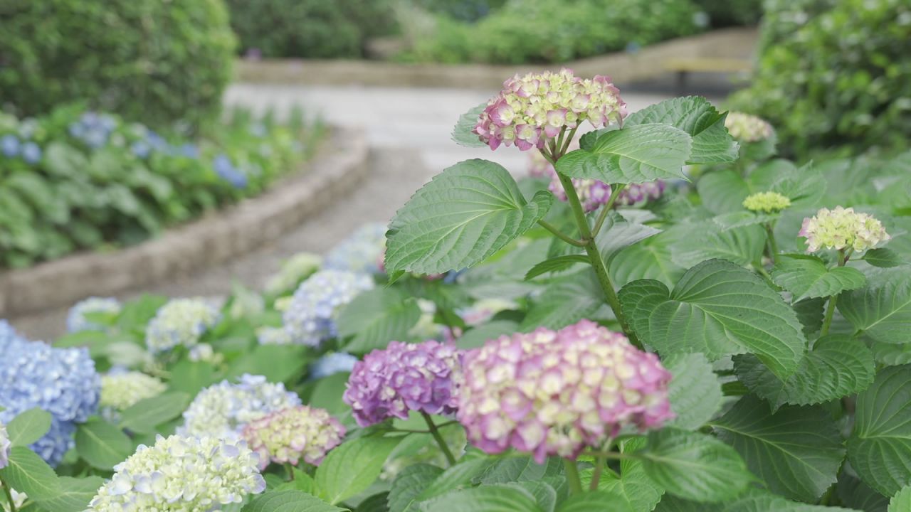 花海 6