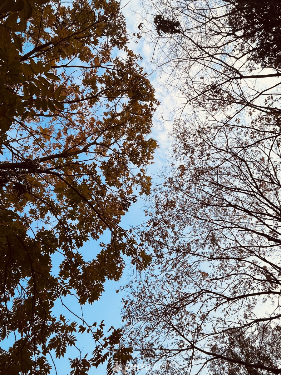 秋日树梢下的天空