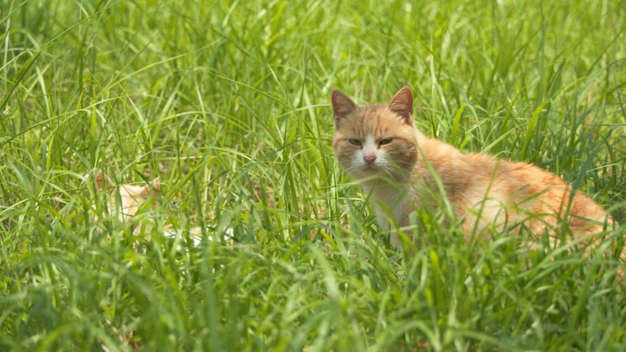 公园的小猫咪流浪猫 44
