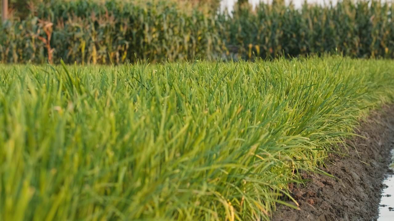 田园风光农村风景 13