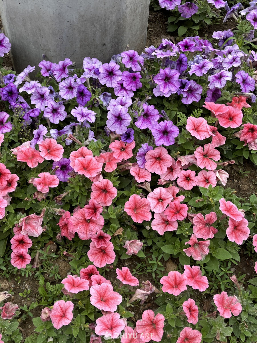 充满鲜花的世界