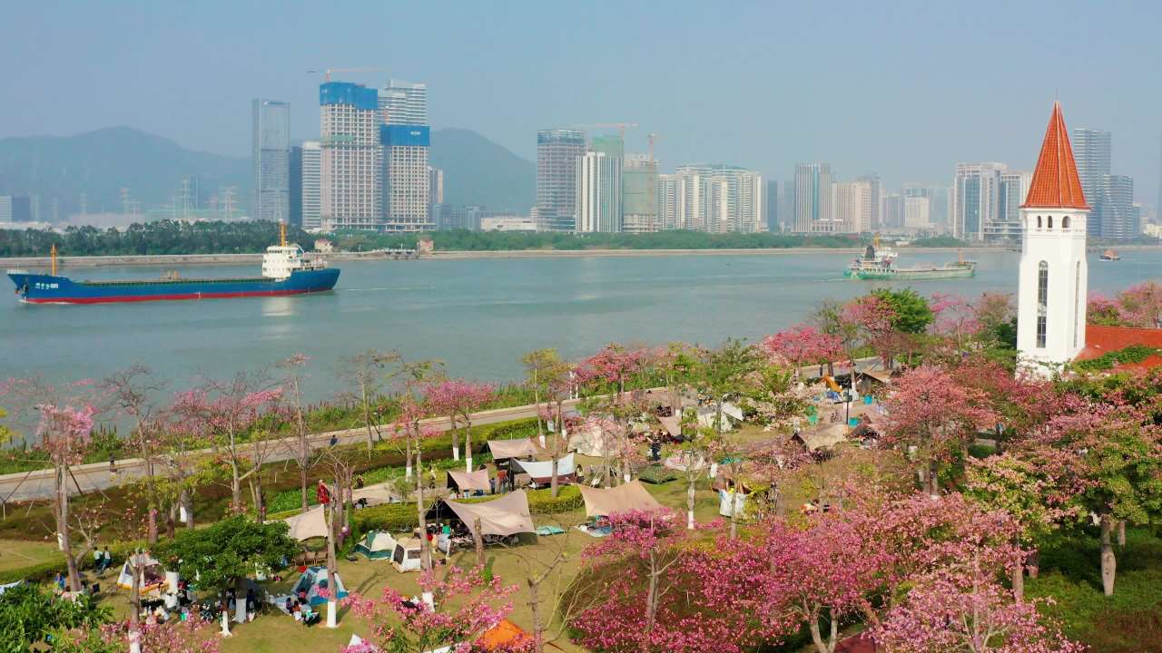 二四年珠海横琴花海长廊异木棉七