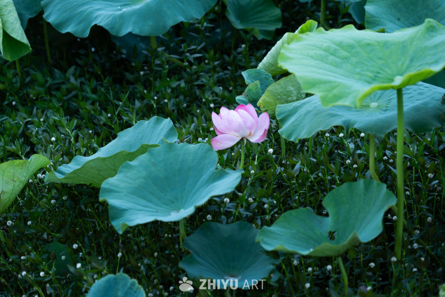 荷花 39