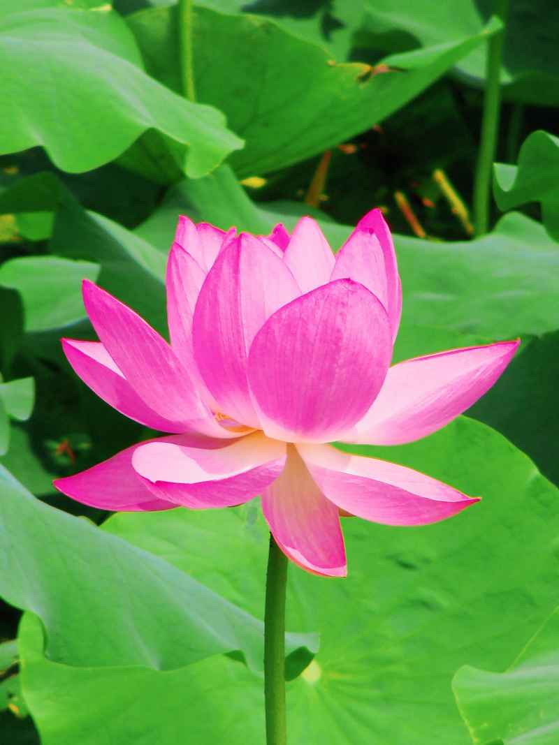 “水中君子”——荷花 3