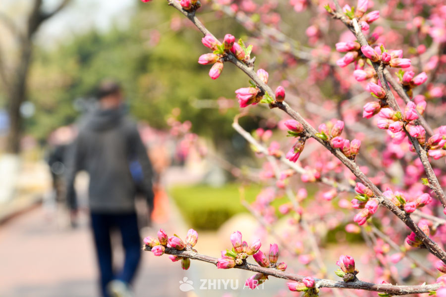 春花榆叶梅