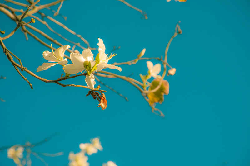 花